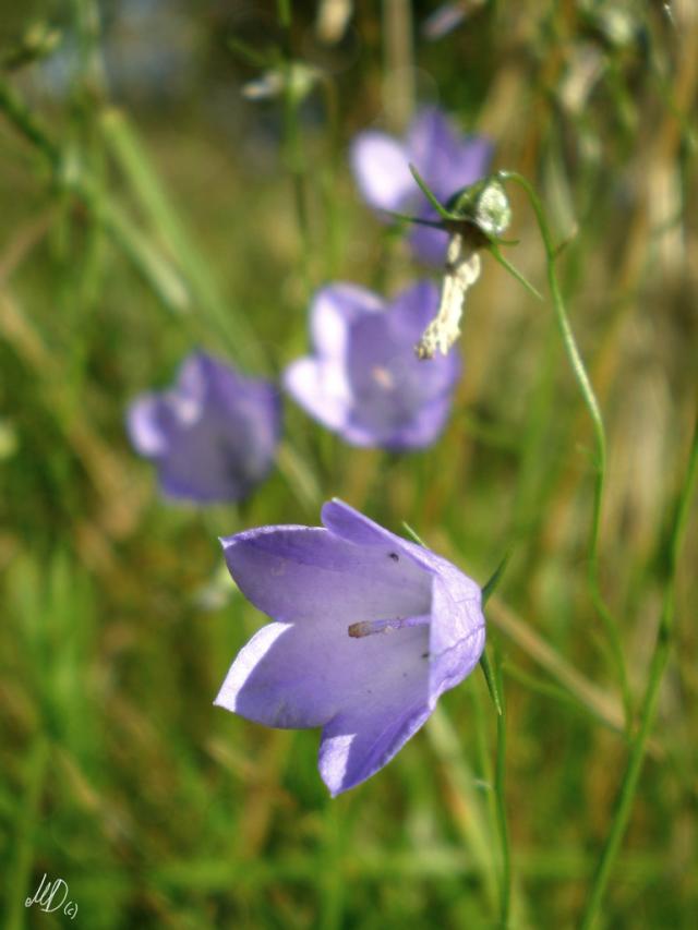 macro.