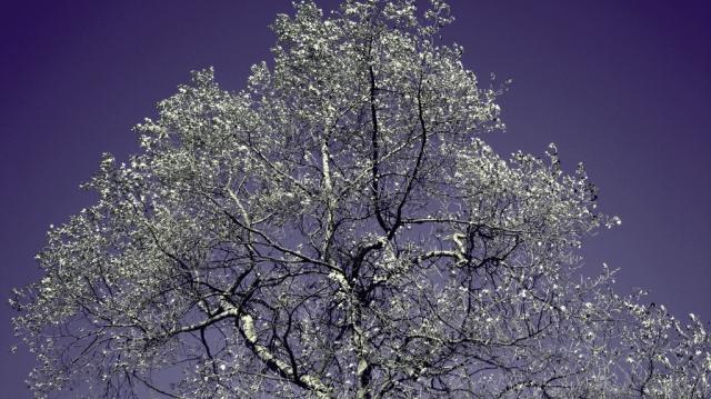 free like a tree