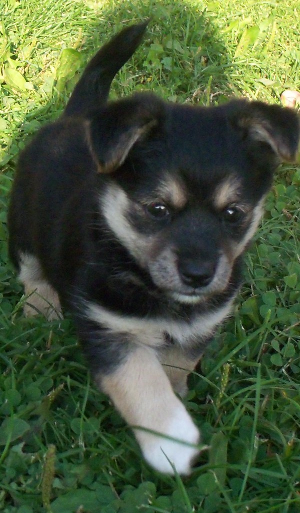 5.Anahi