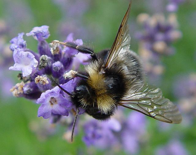 bzzz ; >