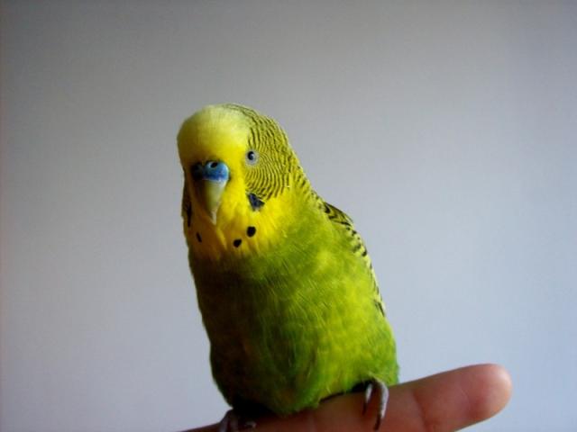 Wpis fenolovtaleina
