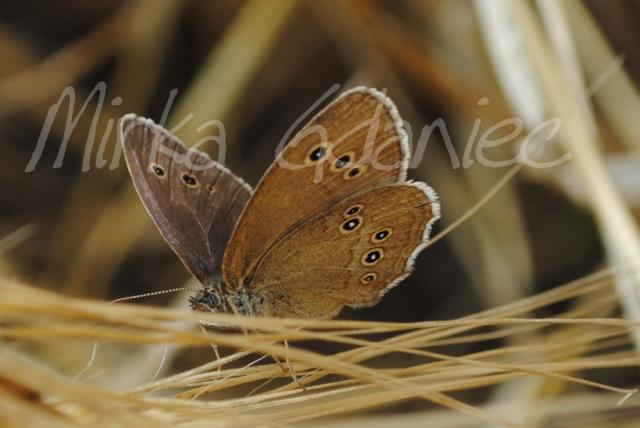 motyl 