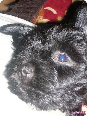 Kapsio;**