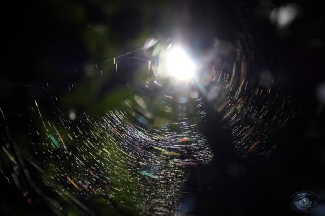 spider's web