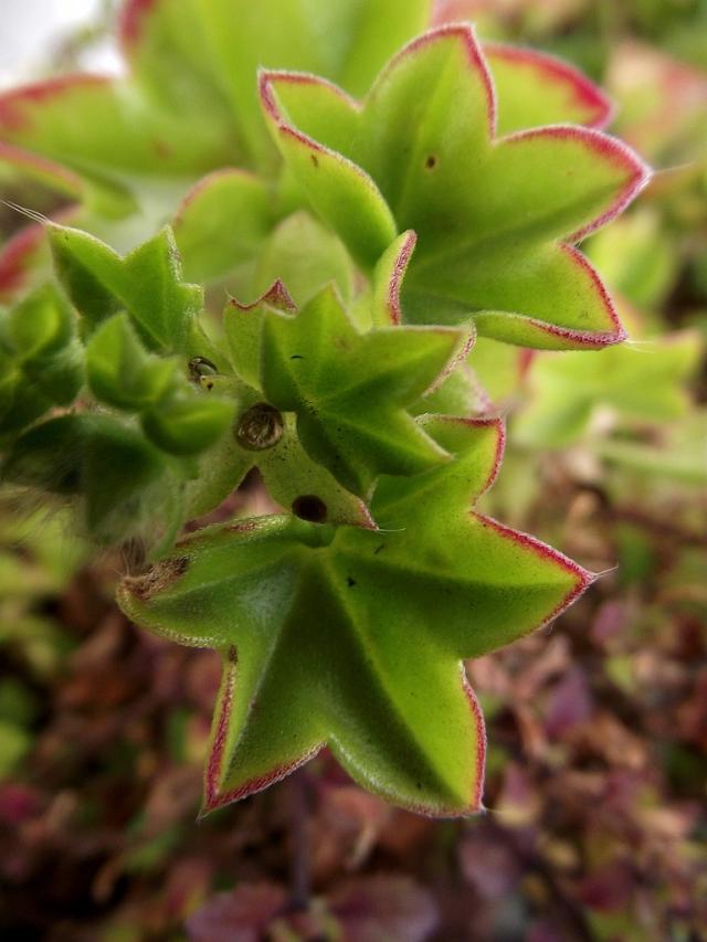 Sierpie 2011