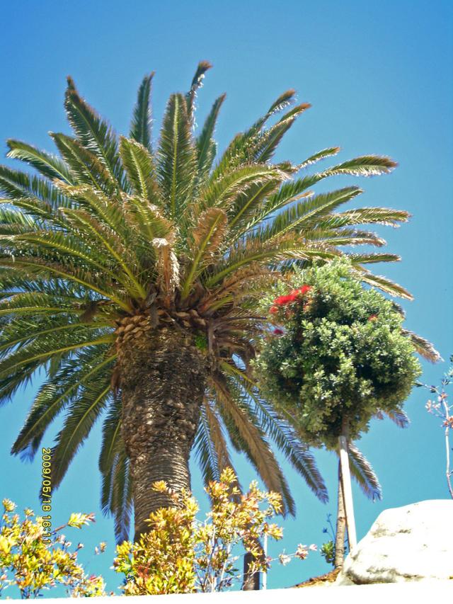 Palma