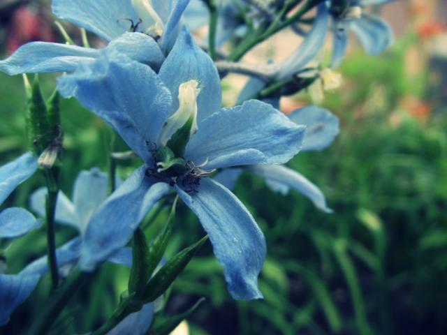 Flooowers 