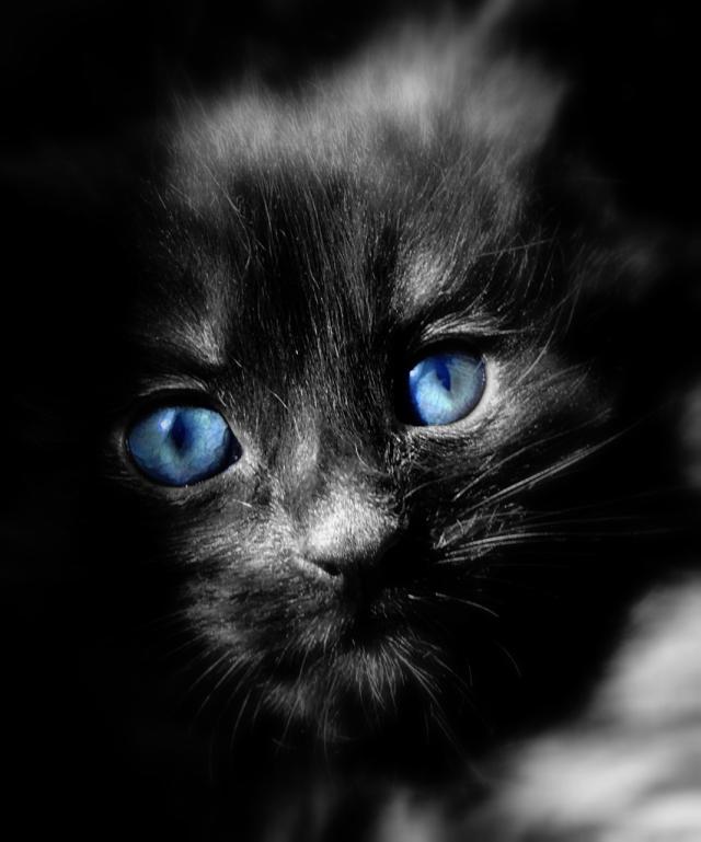Kotek :) 