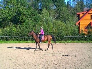Konik