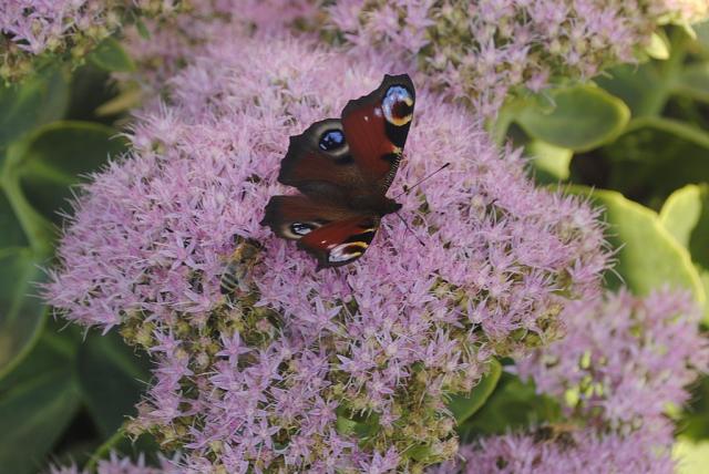 butterfly