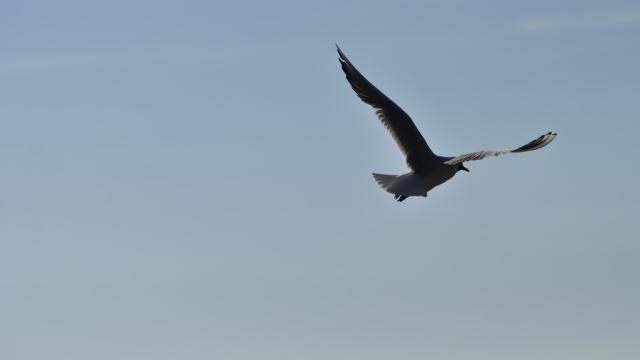 I want to fly away