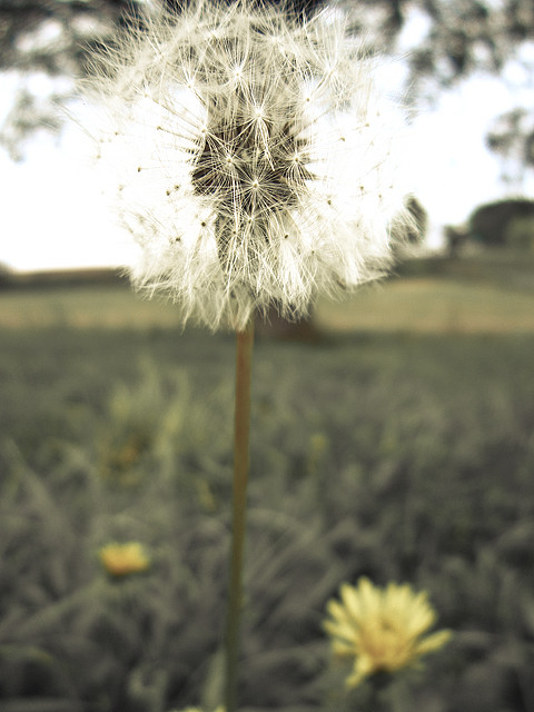 Taraxacum officinale F. H. Wigg.