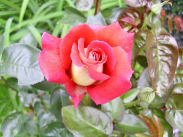  Rose ' < --  LOVE 