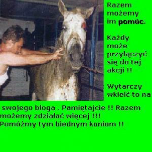 Pommy im !