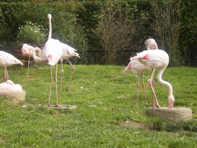 Flamingi - ZOO