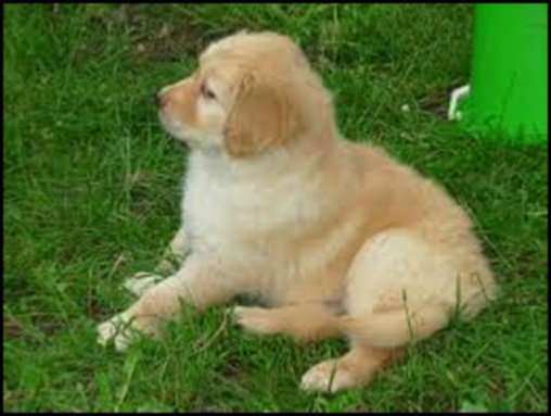 piesek :** 