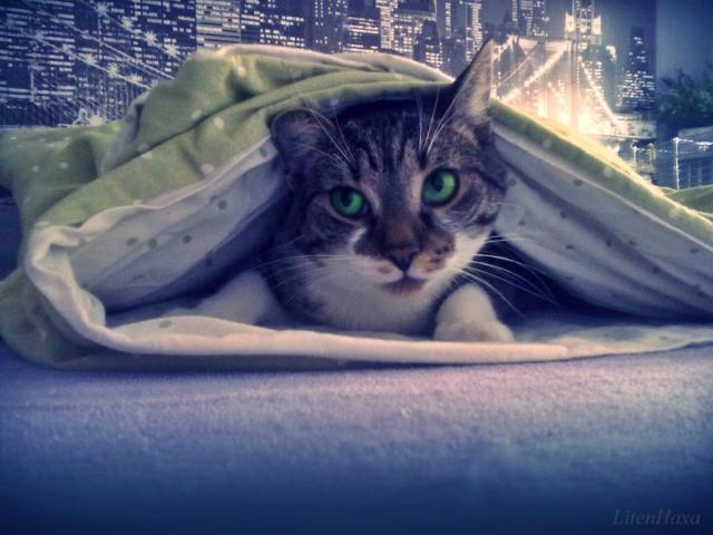 Molly