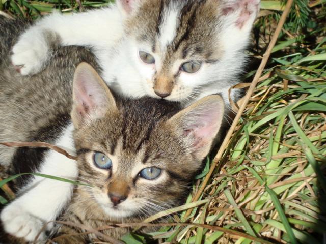 caats