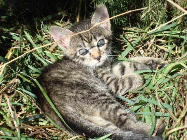 cat