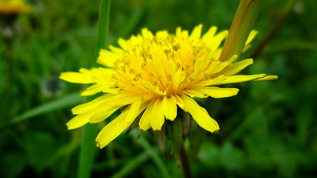 Taraxacum officinale F. H. Wigg.