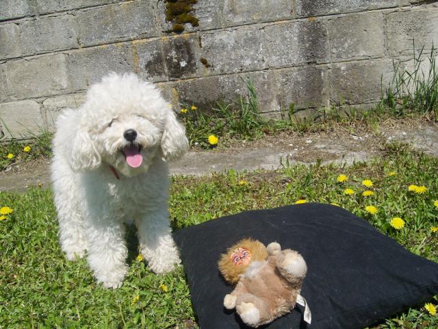 Wpis frienddogs