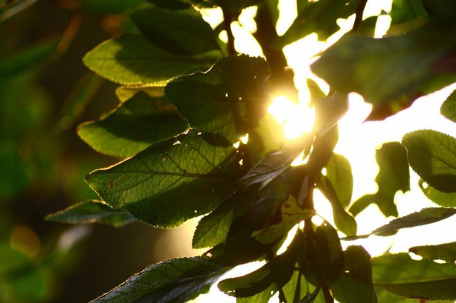 green leaves:)