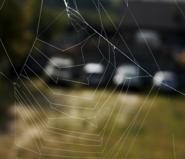Spider Web.