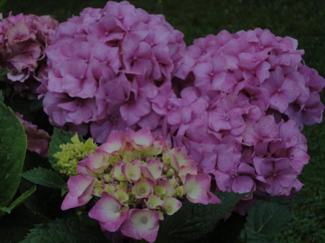 flower heart 