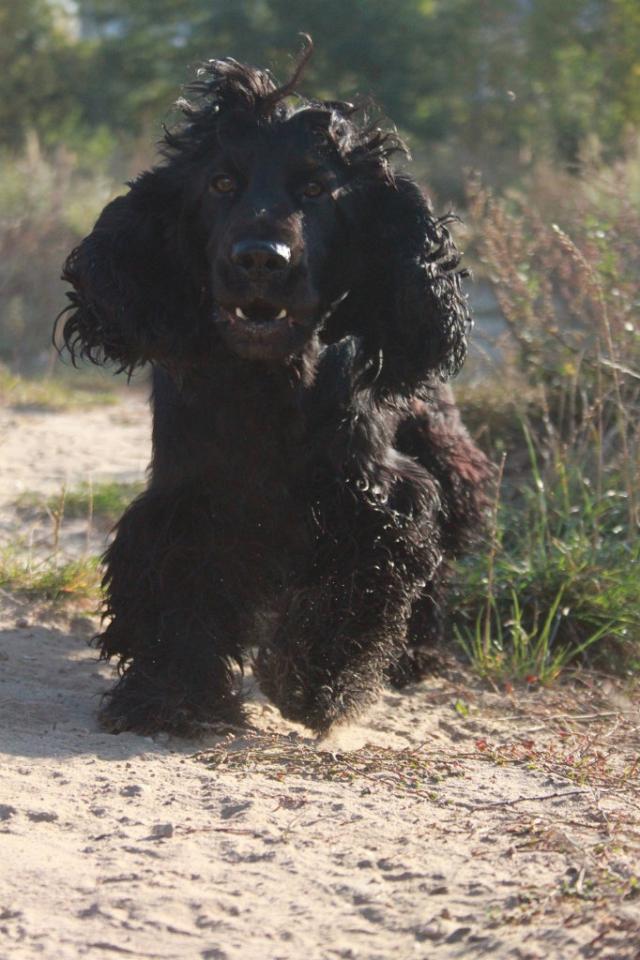 Wpis basterxspaniel