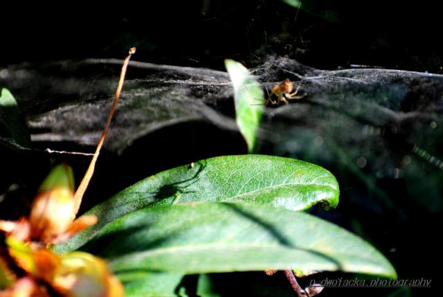 Spiders' shadow