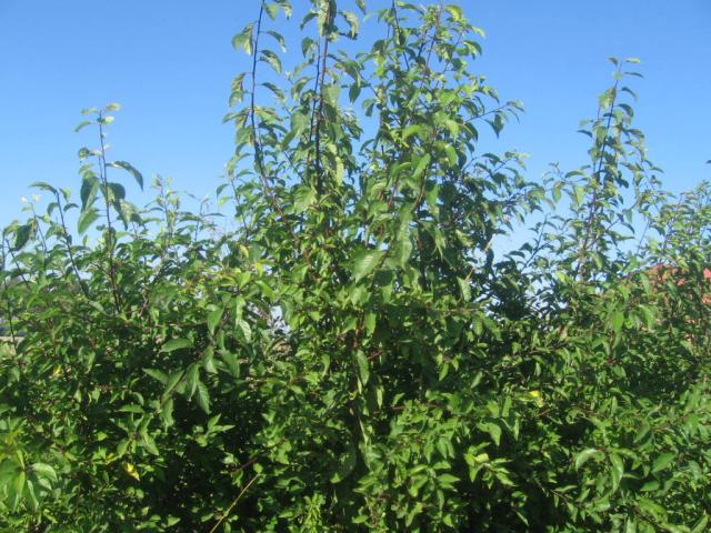 Wpis naturee987