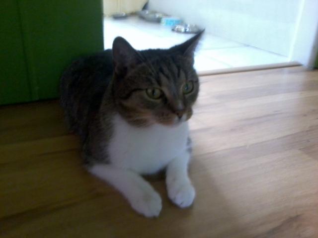 fifi