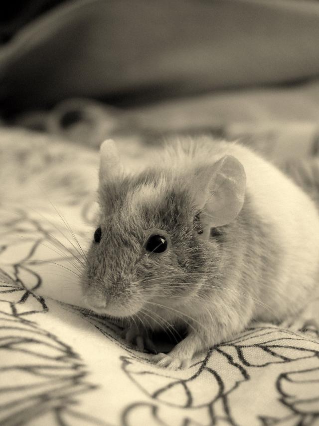 Myszon