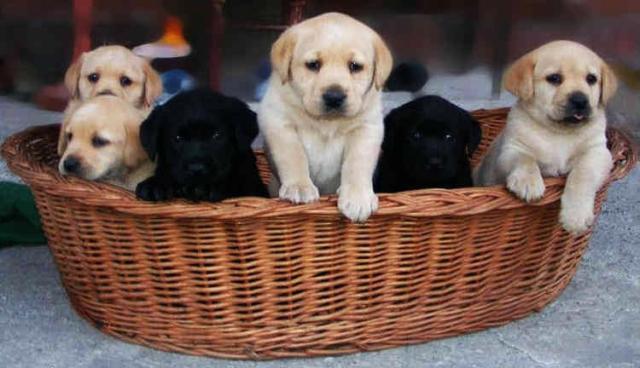 labradorki