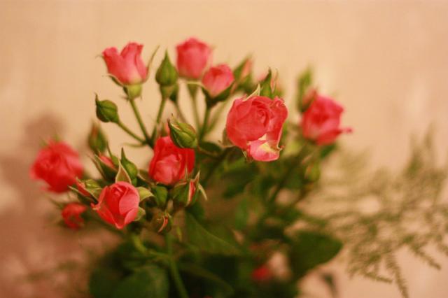 Wpis nerdii