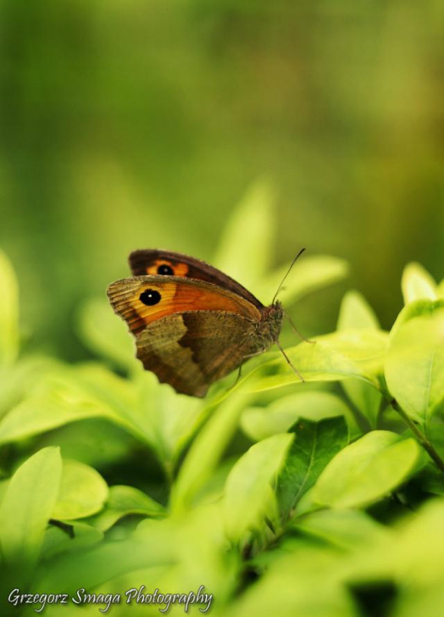Motyl