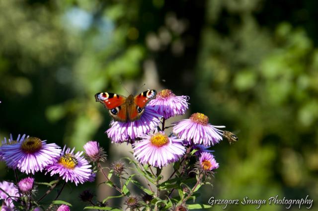 Motyl #2