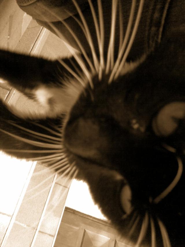 Filemon 