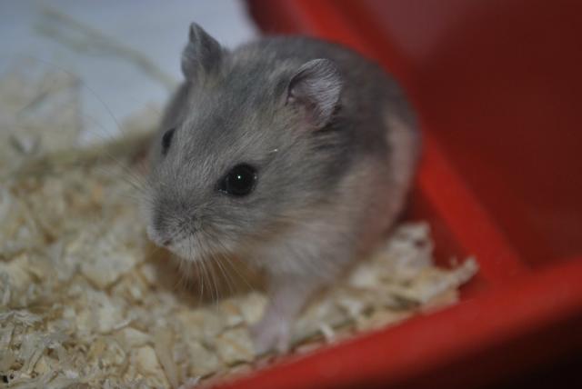 mania moja 