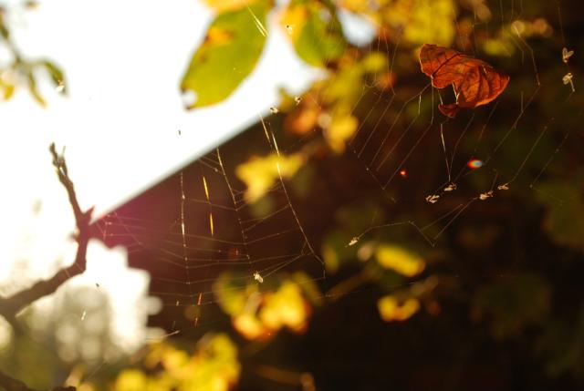 Indian summer
