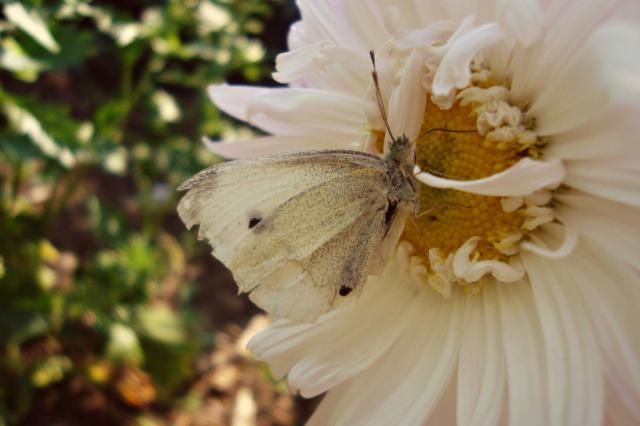 Motyl