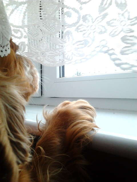 numa i okno #