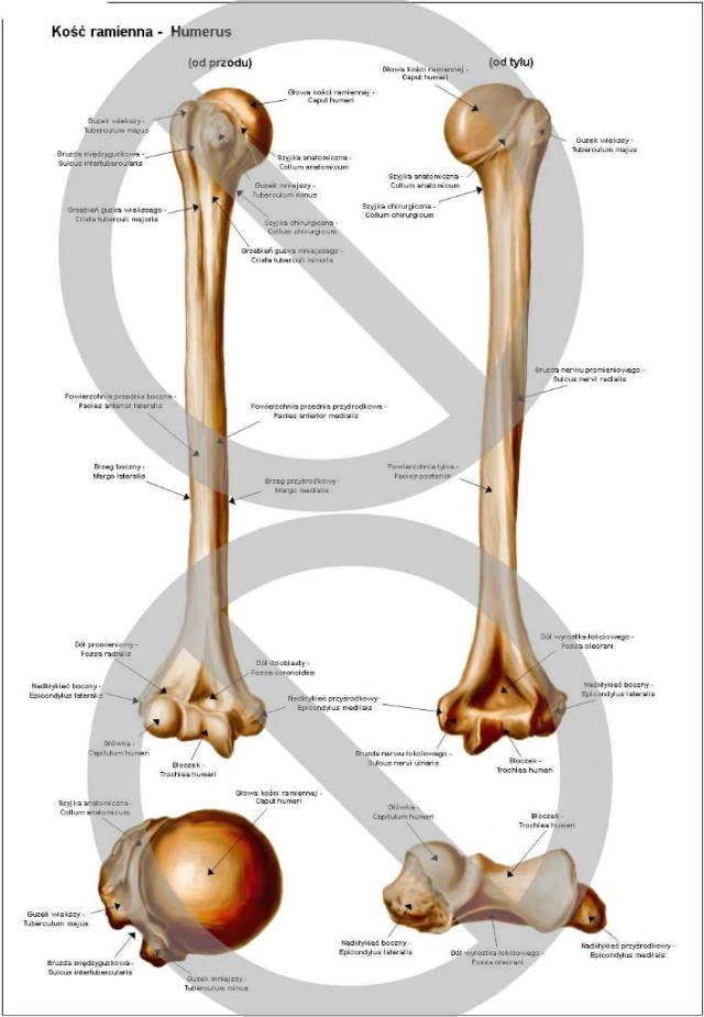 anatomia anatomia