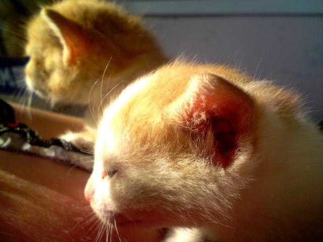 Kociaki^^