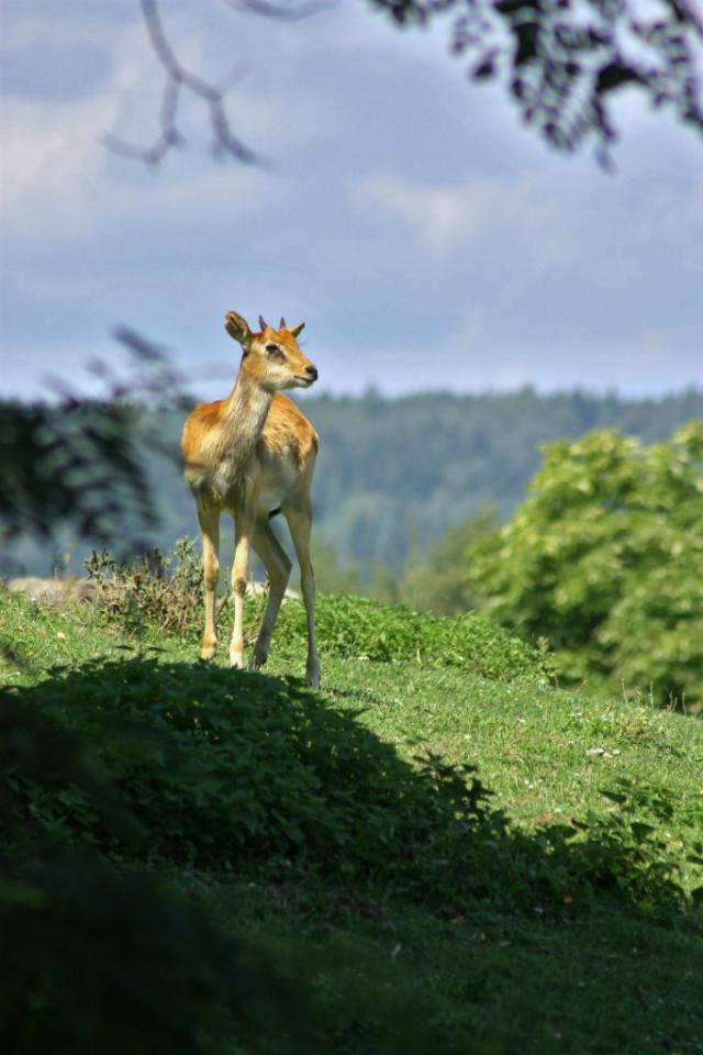 ZOO Dvr Krlov 