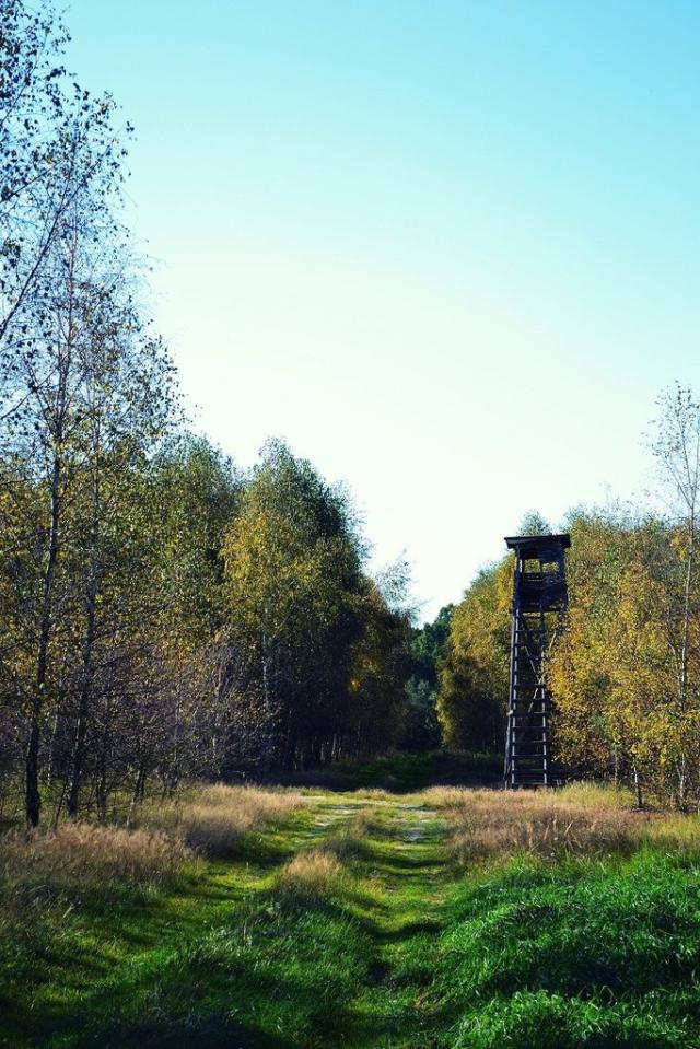 czernina