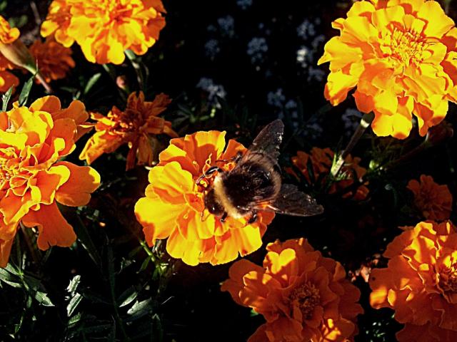 bee on Tagetes.