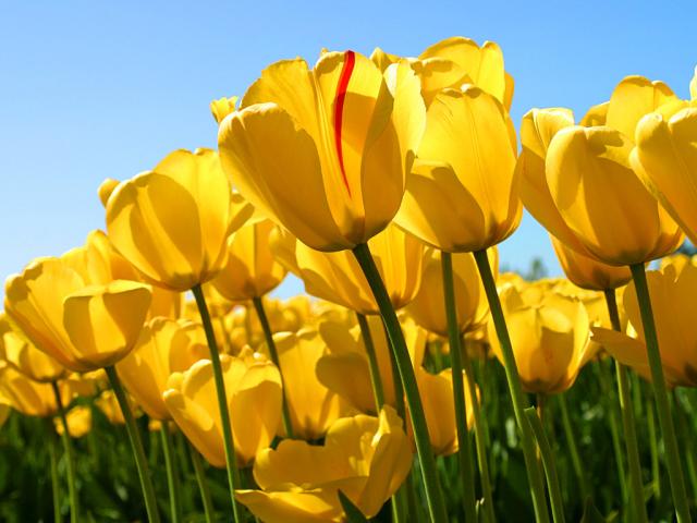 Tulipanki