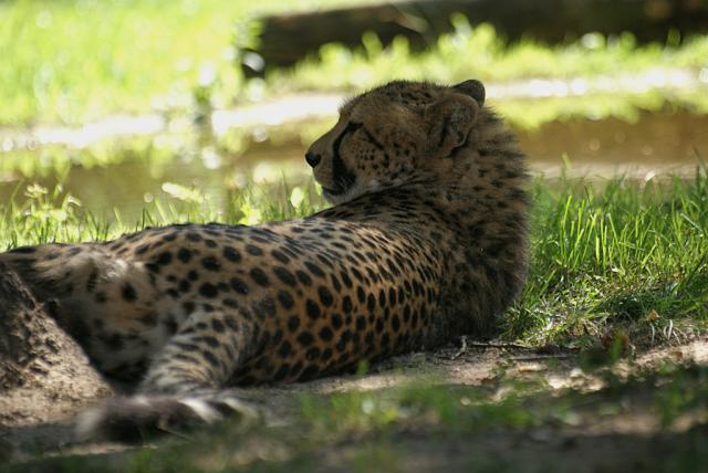 ZOO Dvur Kralove 
