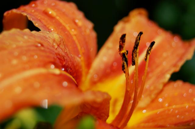 drops